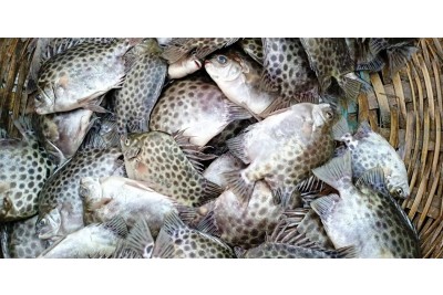 Paira Chanda/ Nachara / Spotted scat - Whole (Uncleaned, As Is)