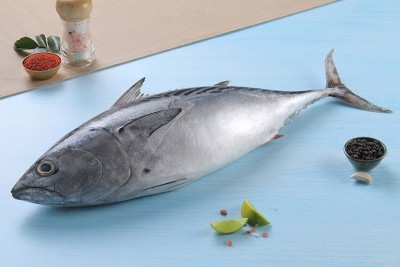 Tuna / تونة / Choora