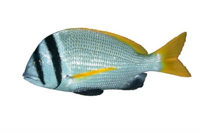 Two Bar Sea Bream / Fasker - Whole Cleaned