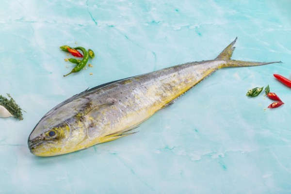 Mahi Mahi / سمك عنفلوص Abu Dhabi